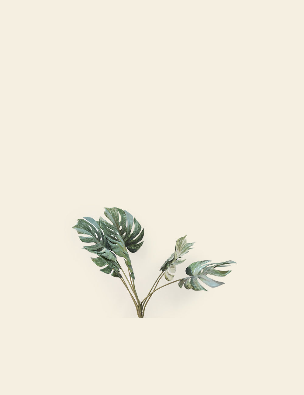 Monstera Leaves and Stems