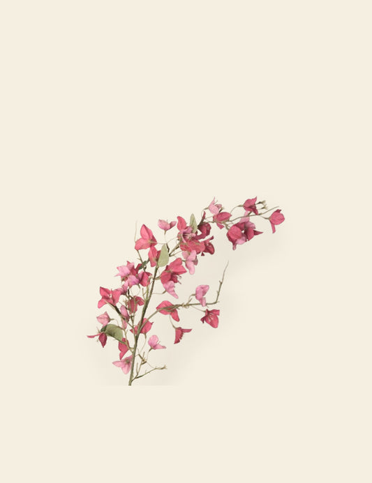 Bougainvillea Flowers