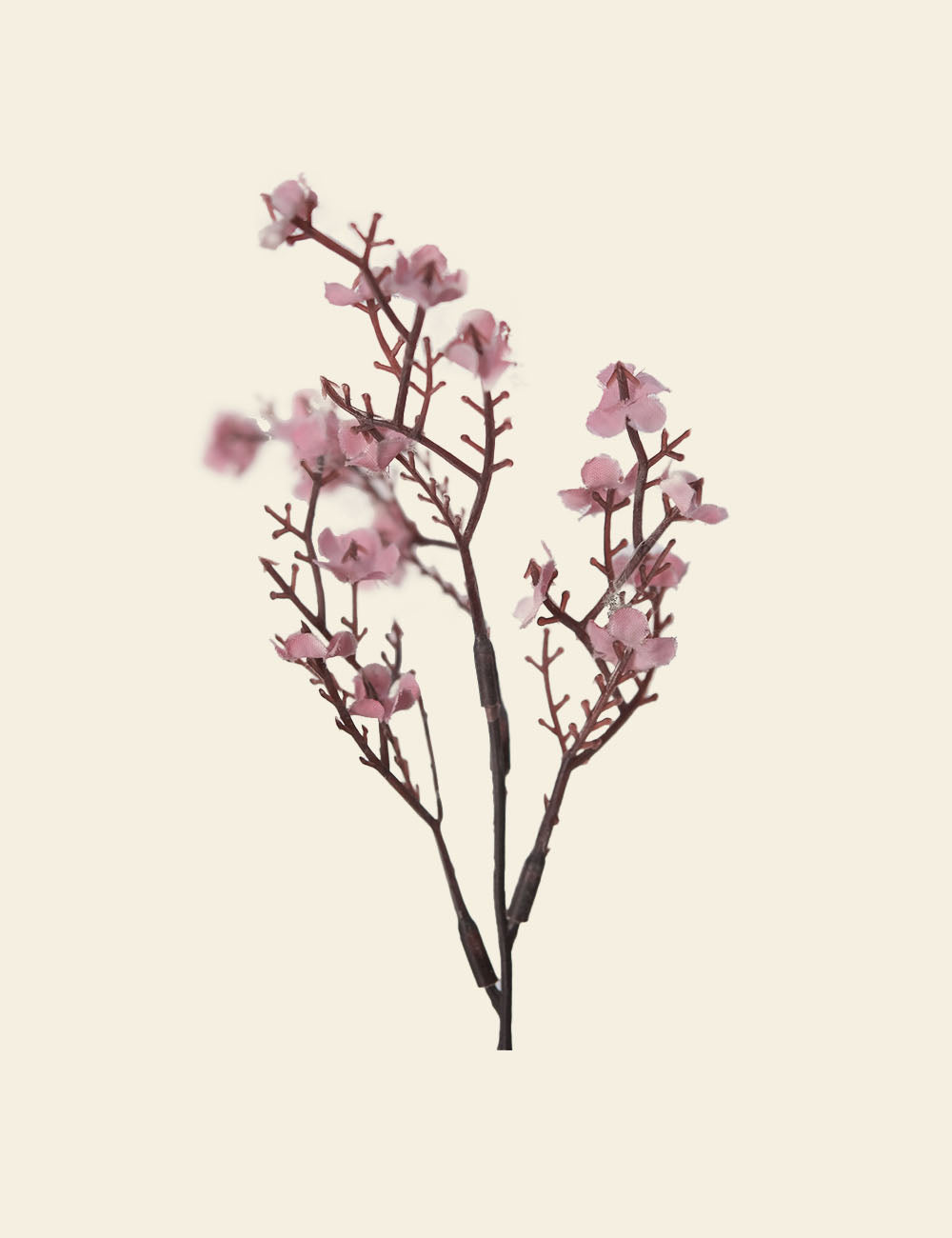 Cherry Blossom Flower