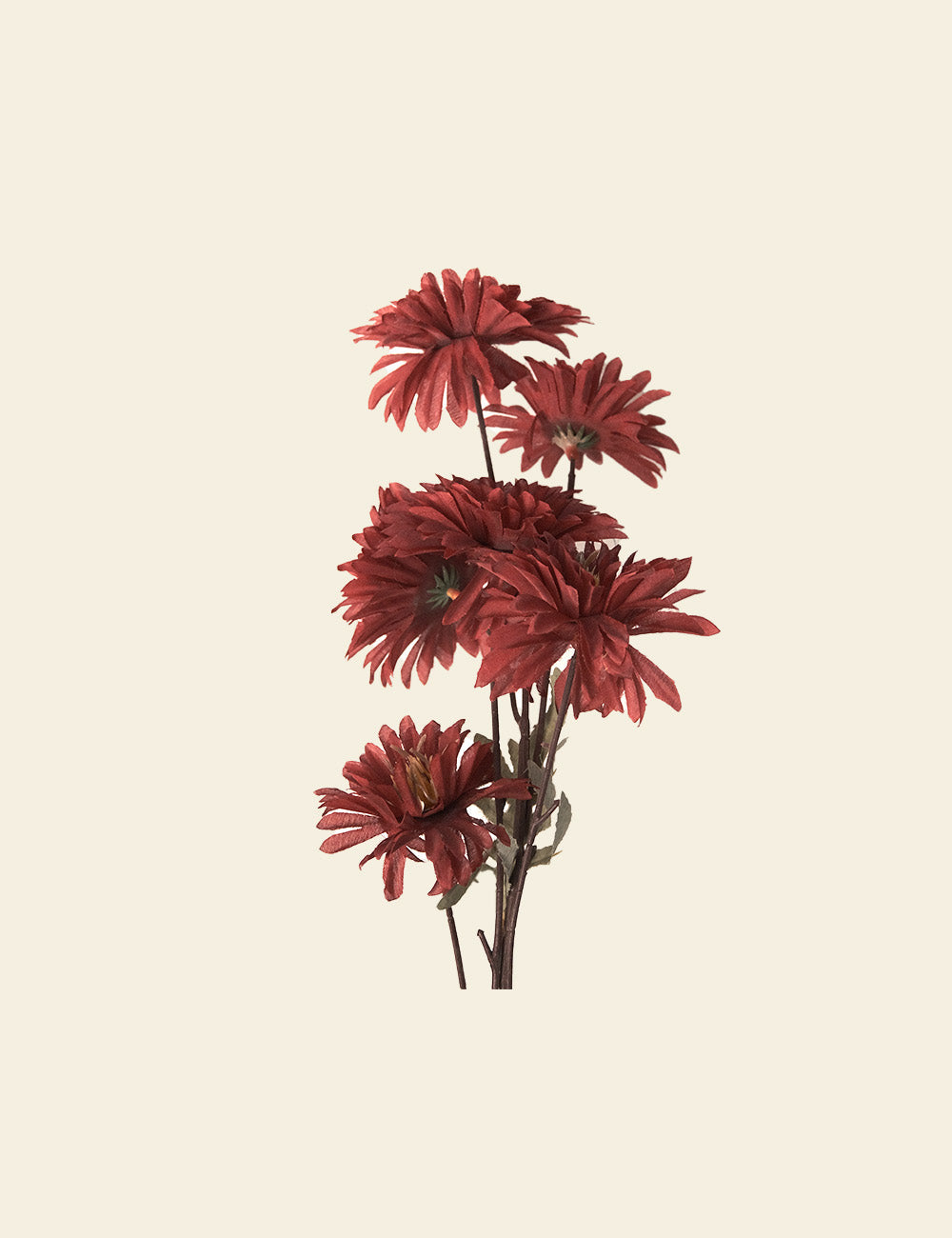 Gerbera Flowers and Stems