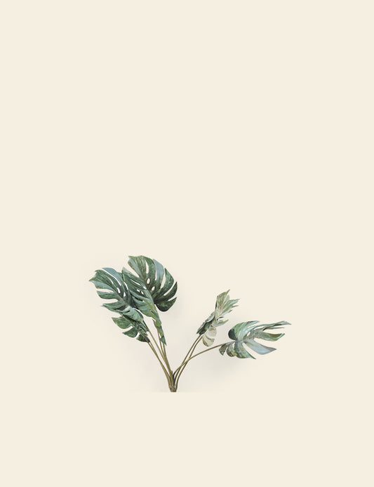 Monstera Leaves and Stems