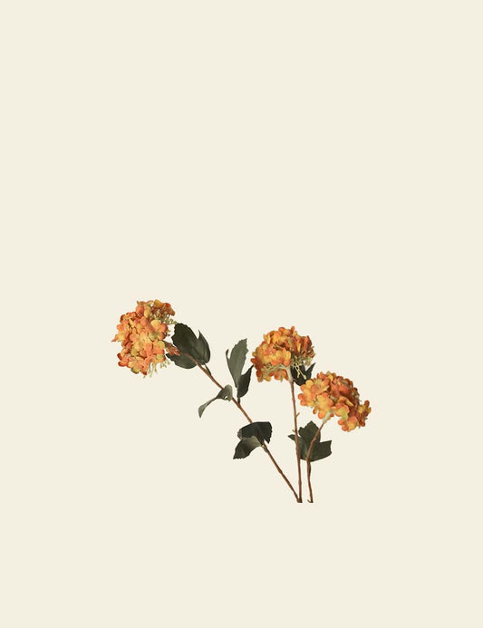 Orange Hydrangea Bunch