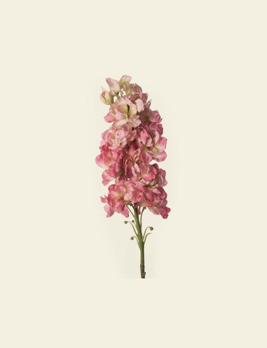 Pink Orchids Stem