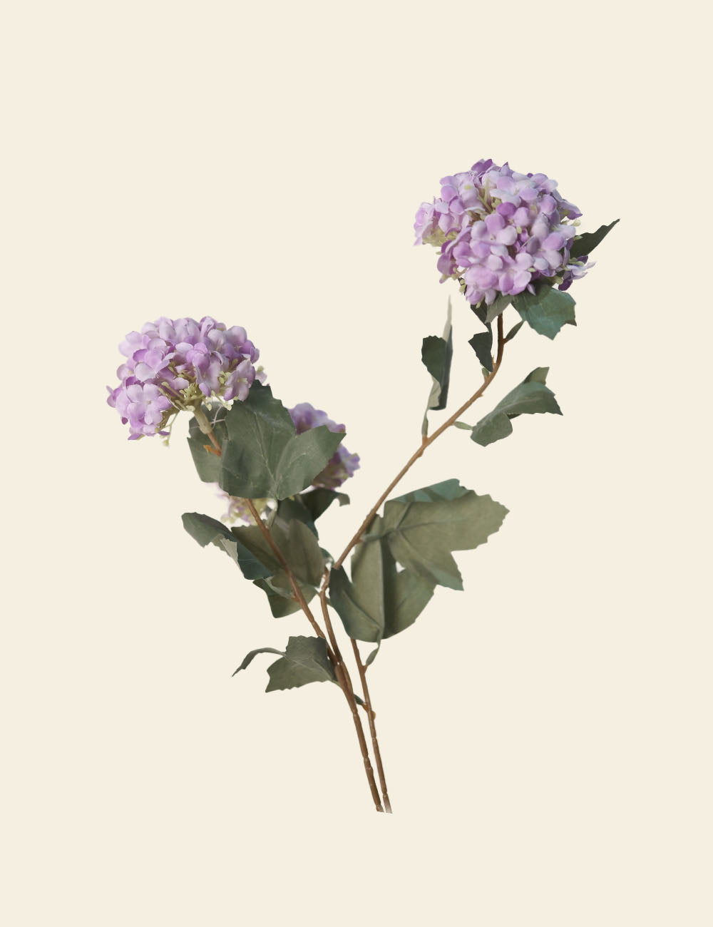 Purple Hydrangea Flower