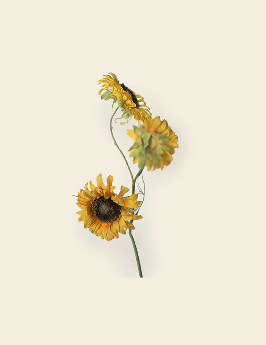 Sunflowers Stem