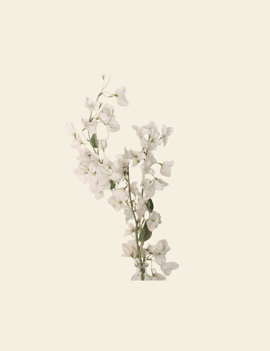 White Cherry Blossoms