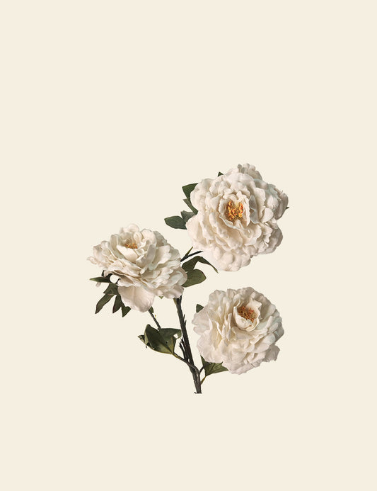 White Garden Peony
