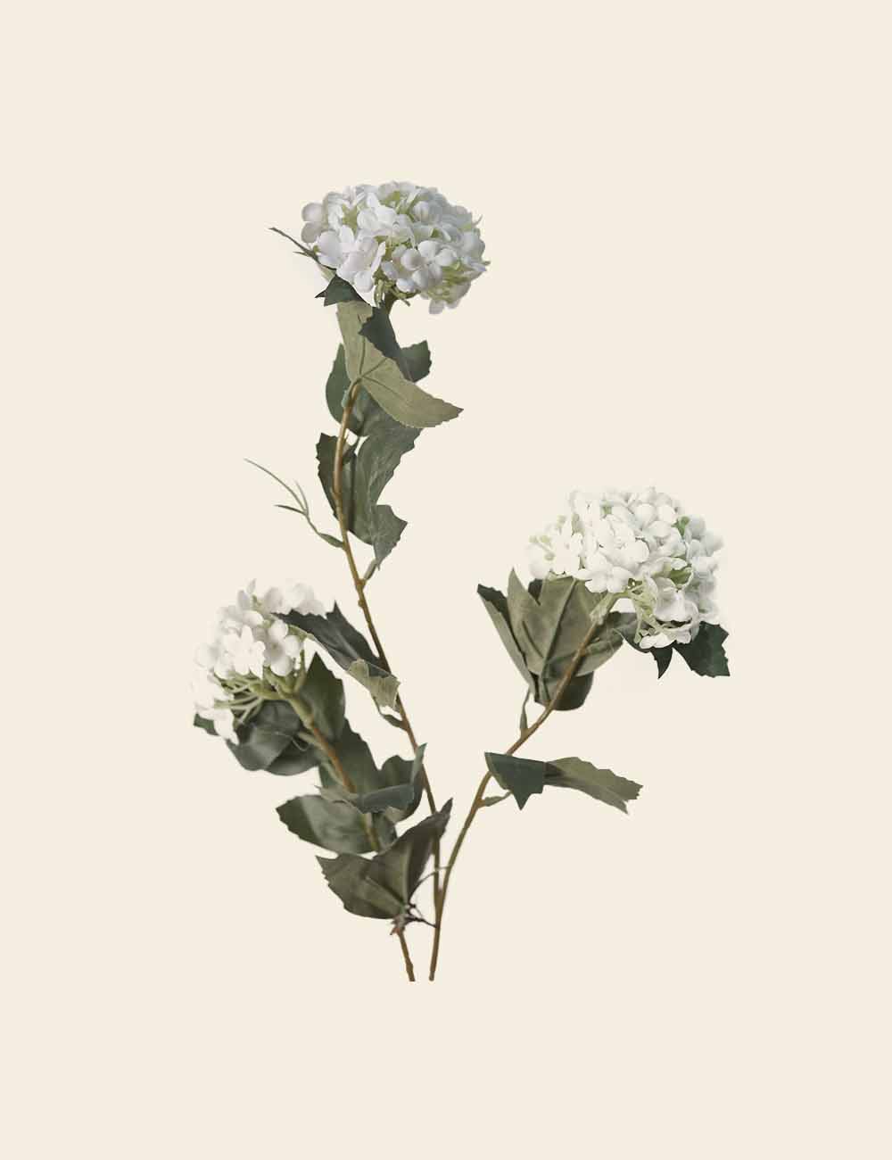 White Hydrangea Flower