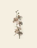 White Orchid Flower Stem