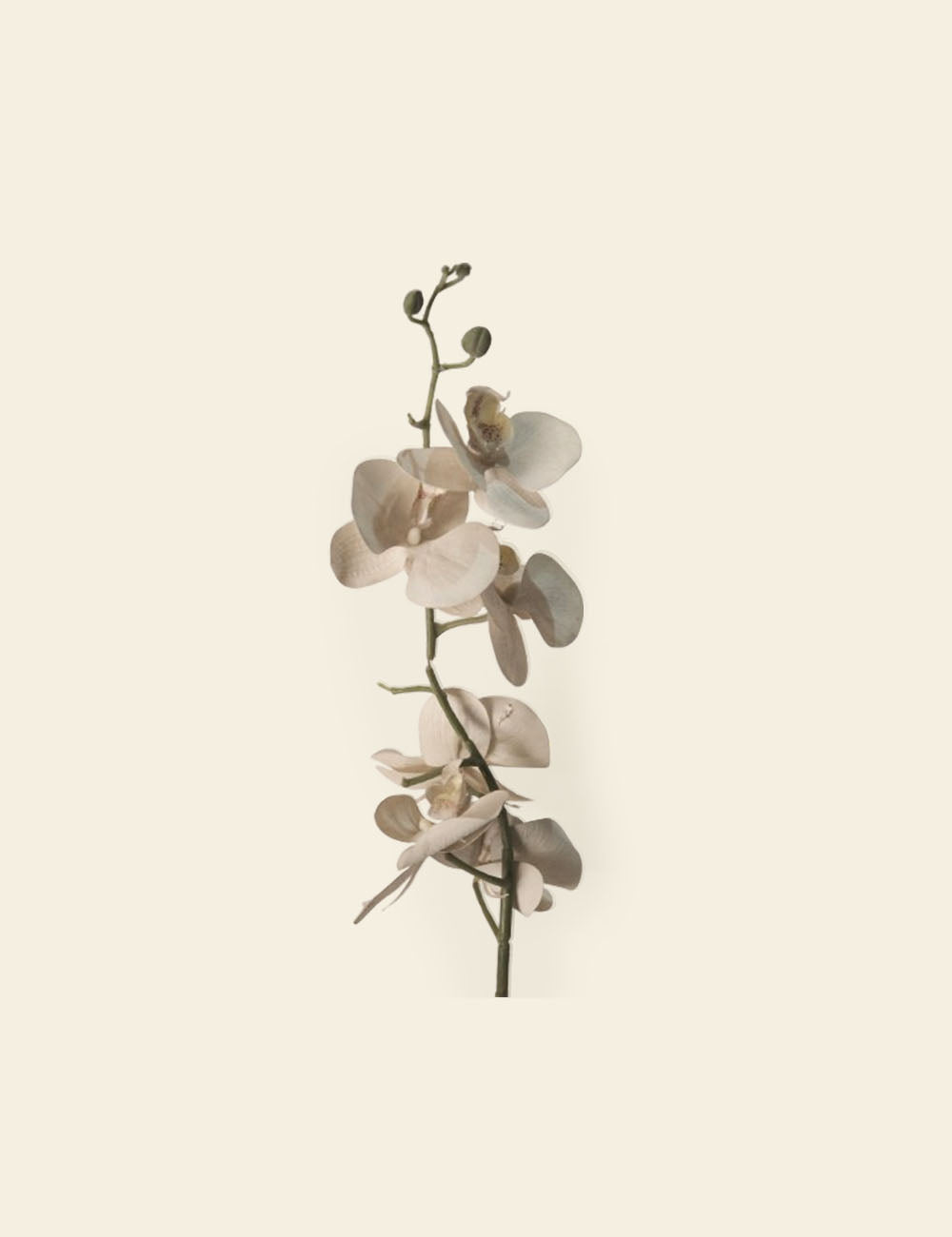 White Orchid Flower Stem