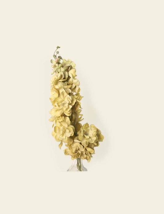 Yellow Orchids Stem
